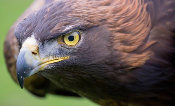 bird facts golden eagle