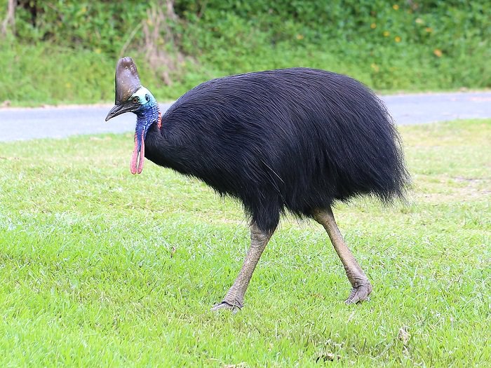 bird facts cassowary