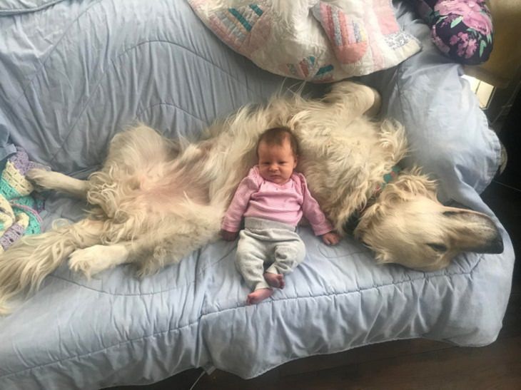Toddlers & Pets, babysitter 