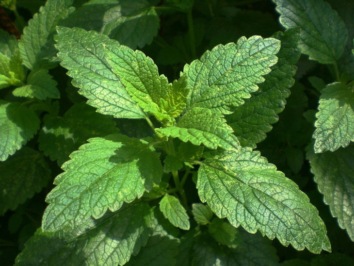 Beverages For Brain Health Lemon balm