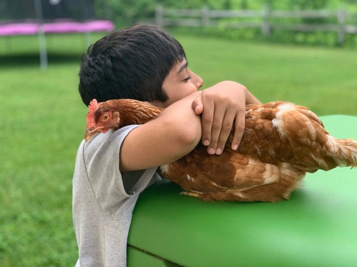 Toddlers & Pets, a kid and a chicken