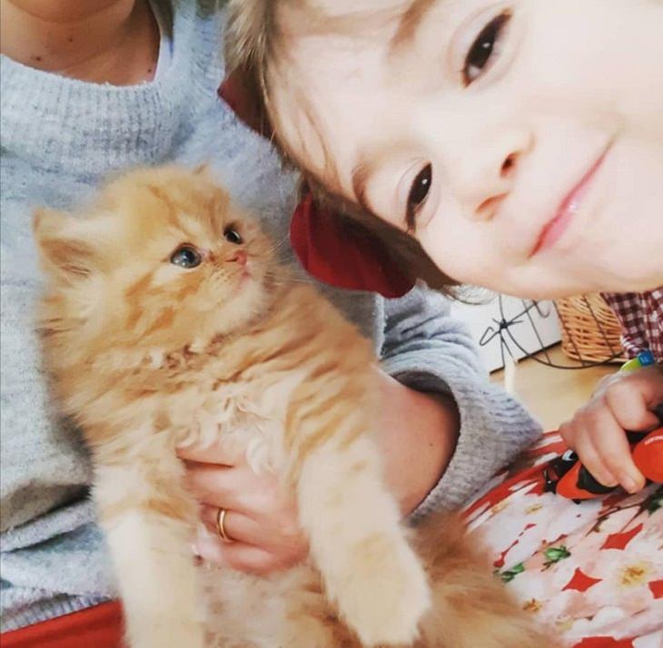 Toddlers & Pets, cat