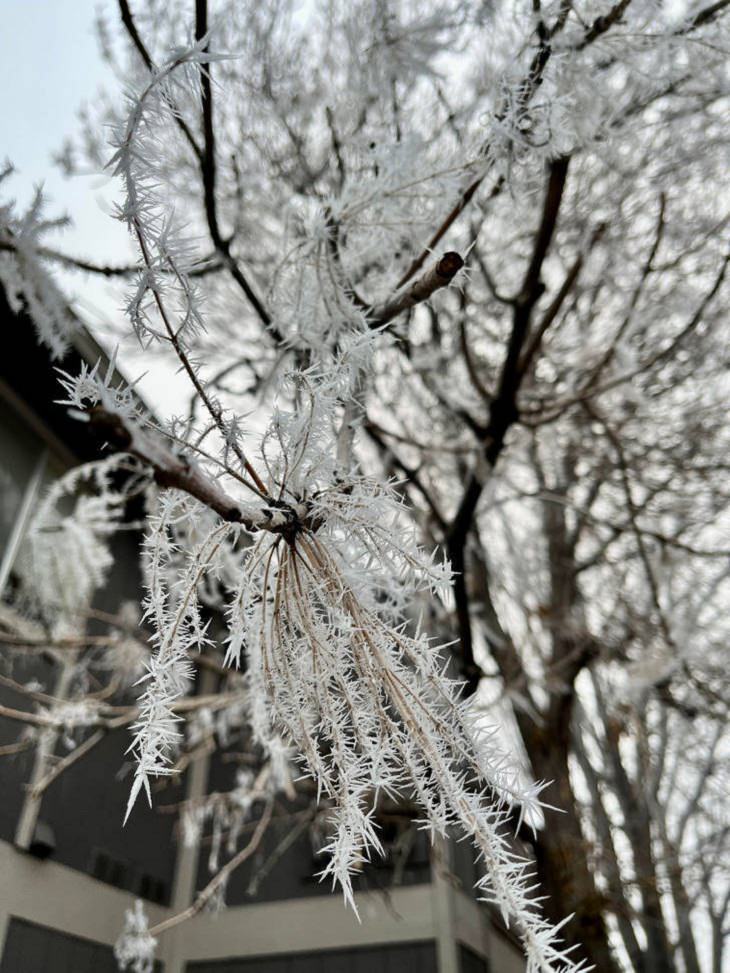 Accidental Snow Art, trees crystallize