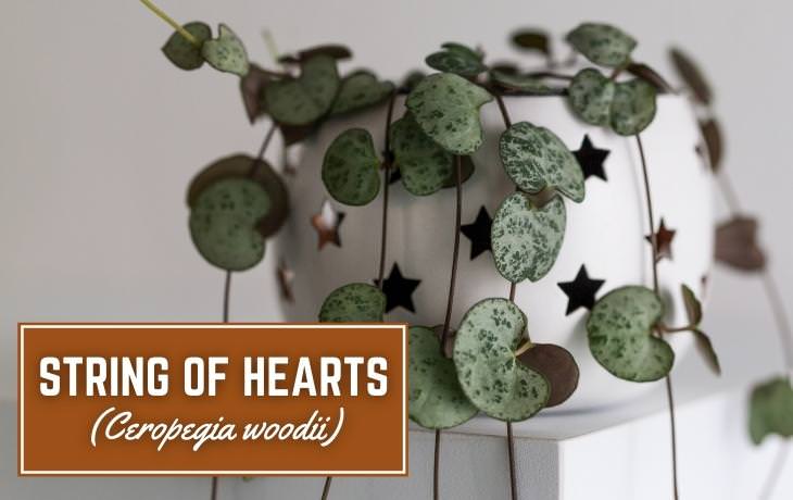 Houseplants That Thrive on Shelves String of hearts