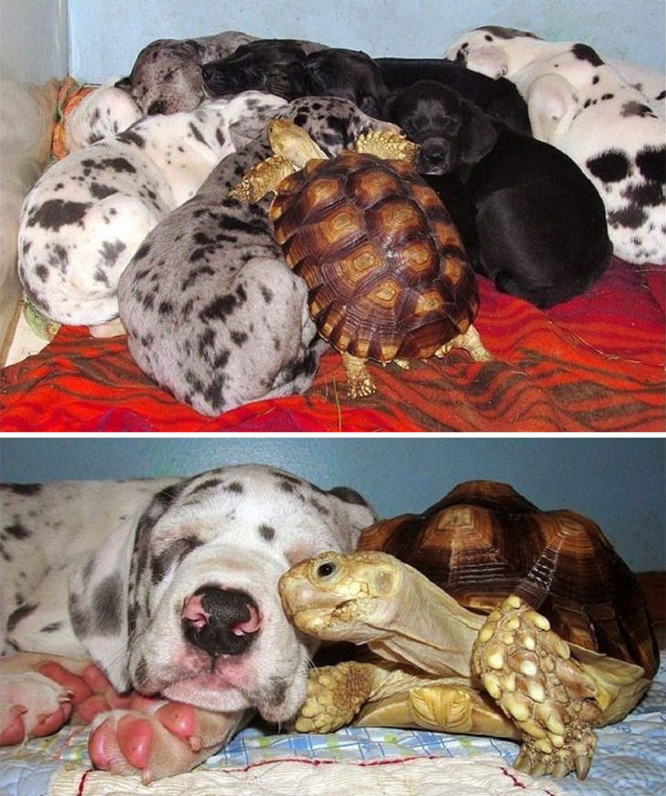 Adorable Turtles, cuddle partner