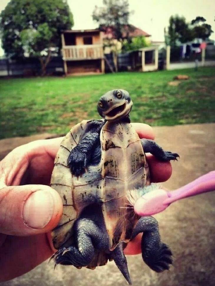 Adorable Turtles, tummy 