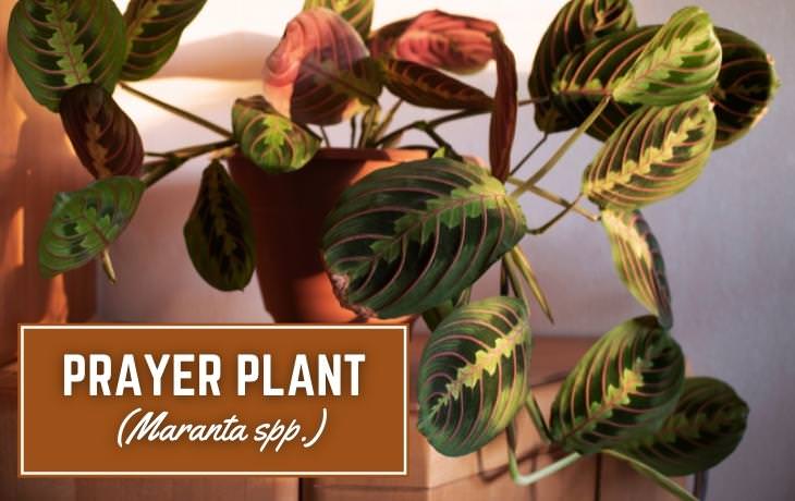 Houseplants That Thrive on Shelves Prayer plant