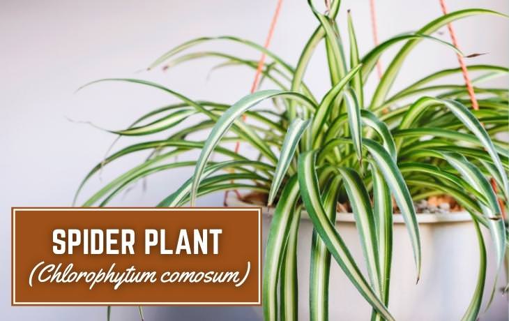 Houseplants That Thrive on Shelves Spider plant
