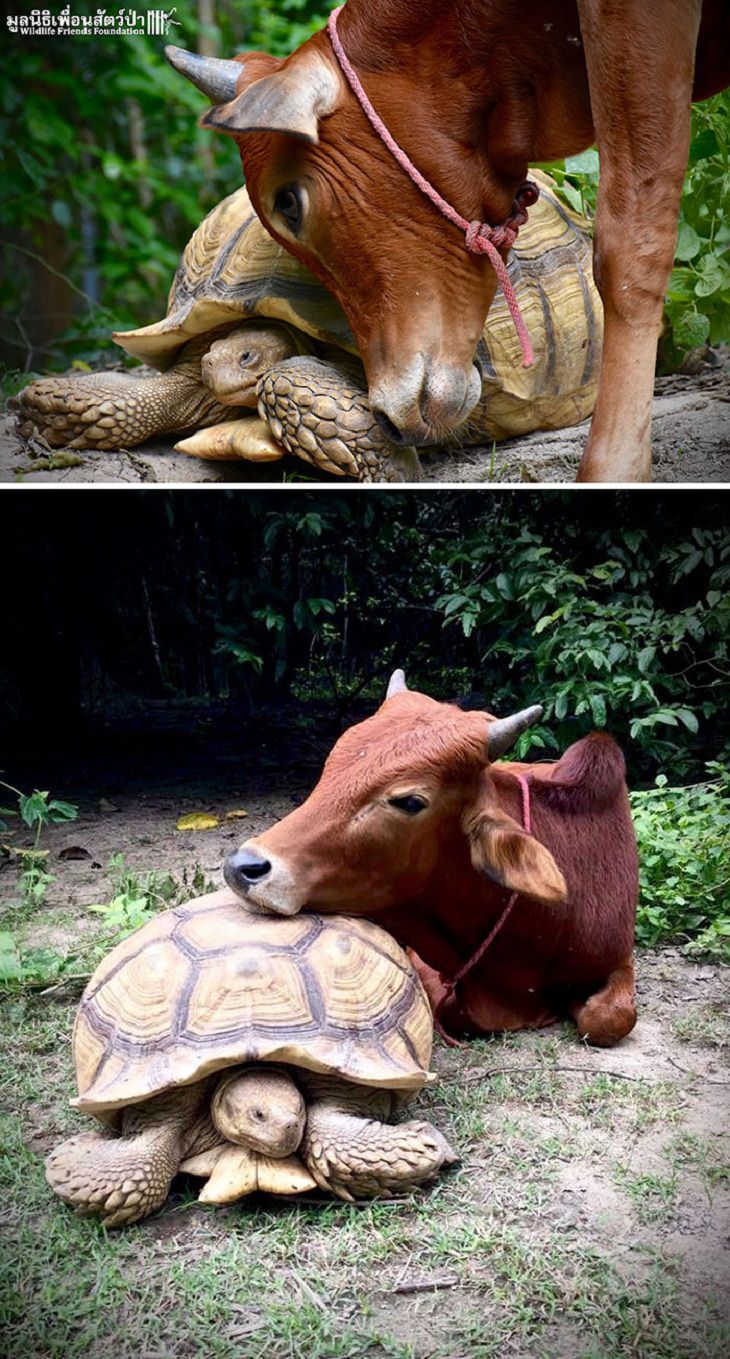 Adorable Turtles, unusual animal friendships