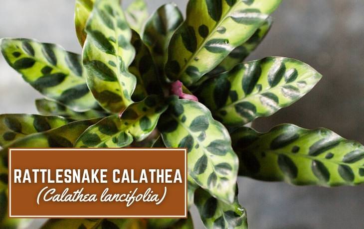 Houseplants That Thrive on Shelves Rattlesnake calathea