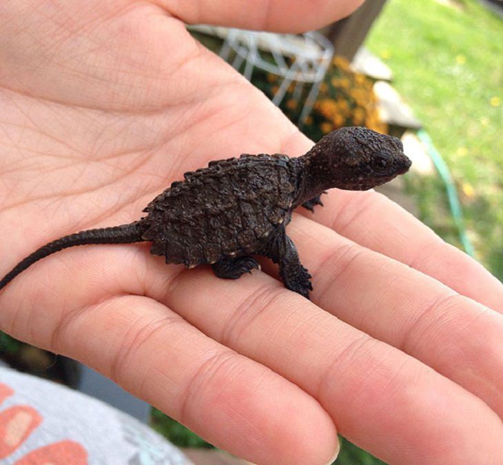 Adorable Turtles,Baby snapping turtle