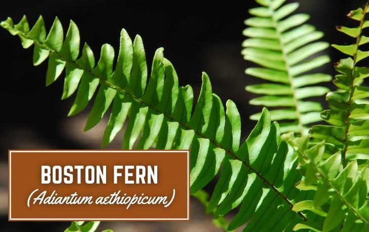 Houseplants That Thrive on Shelves Boston fern