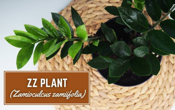 Houseplants That Thrive on Shelves ZZ plant