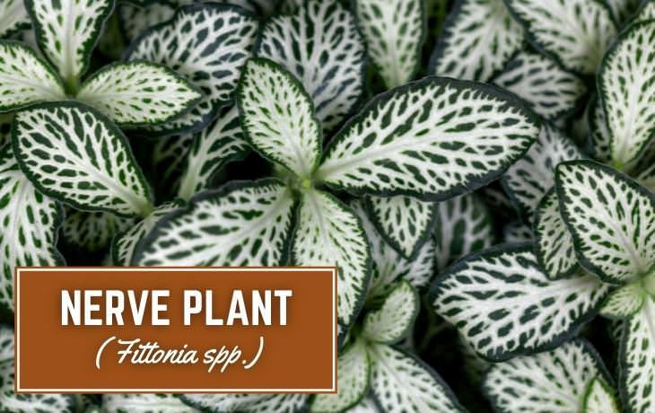Houseplants That Thrive on Shelves Nerve plant
