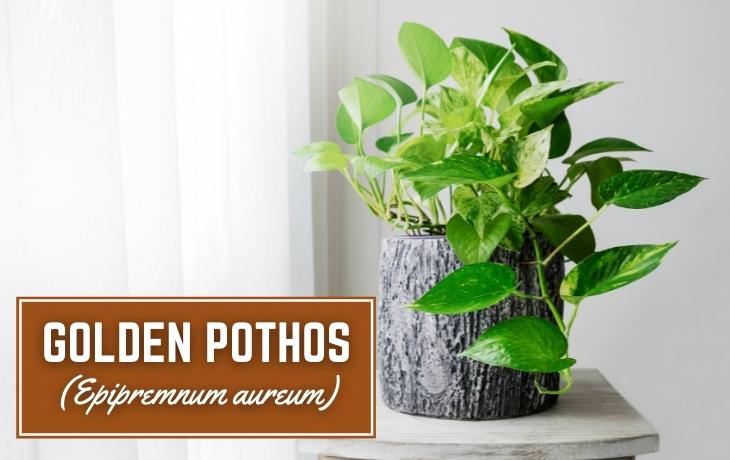 Houseplants That Thrive on Shelves Golden pothos