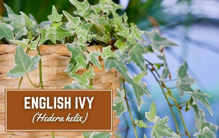 Houseplants That Thrive on Shelves English ivy