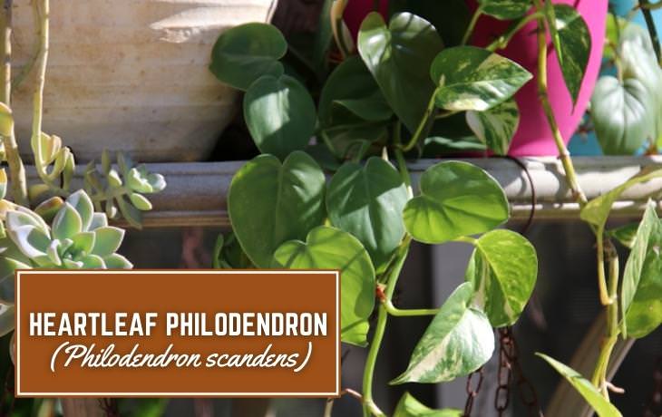 Houseplants That Thrive on Shelves Heartleaf philodendron