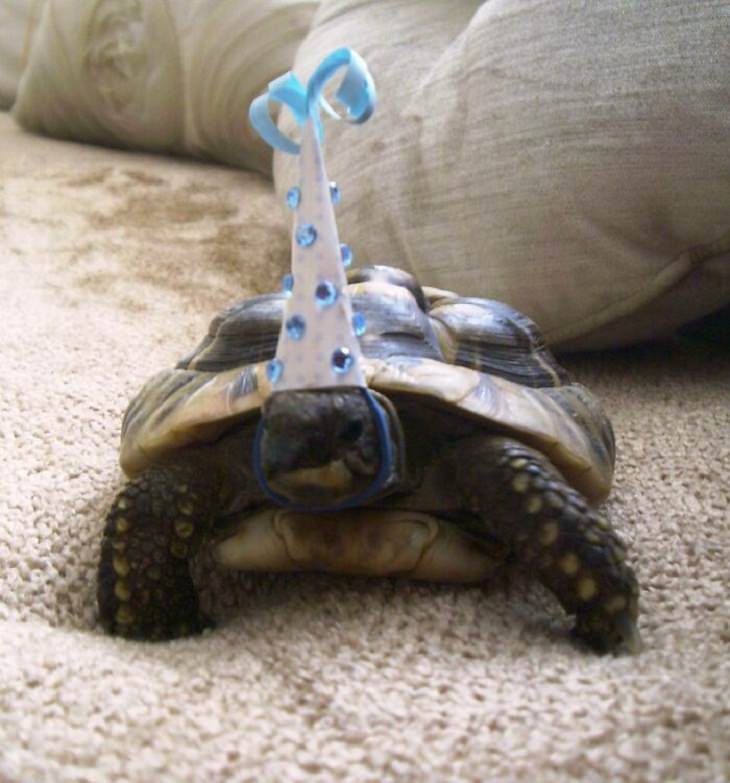 Adorable Turtles, Birthday