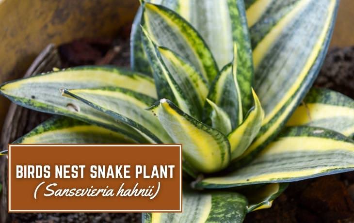 Houseplants That Thrive on Shelves Birds nest snake plant