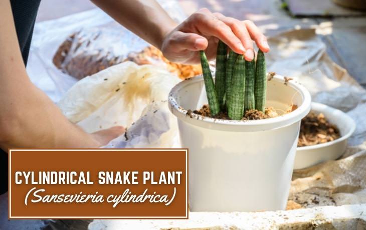 Houseplants That Thrive on Shelves Cylindrical snake plant