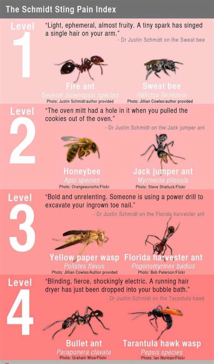 Useful Charts insect bites