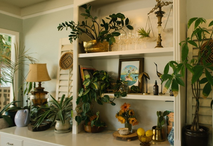Houseplants That Thrive on Shelves plants on shelf
