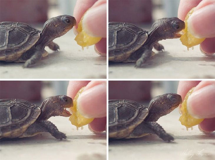 Adorable Turtles, eating orange