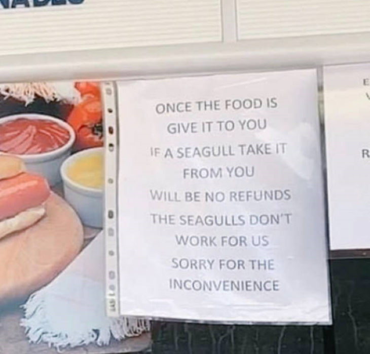 Translation Fails seagull