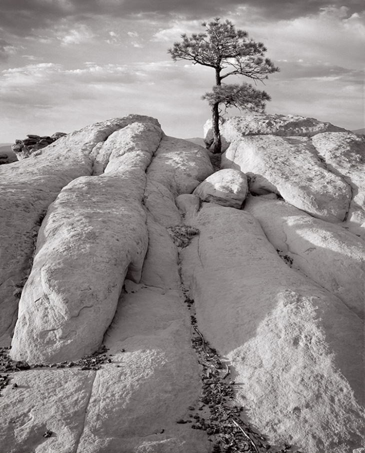 Photos by Lynn Radeka  “Pinyon Pine and Sandstone” (2004)