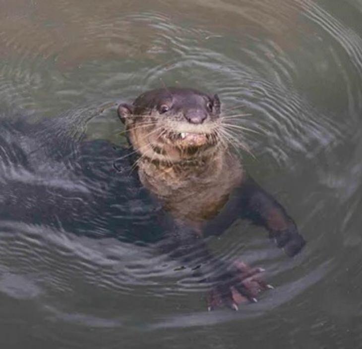 Funny pets, otter