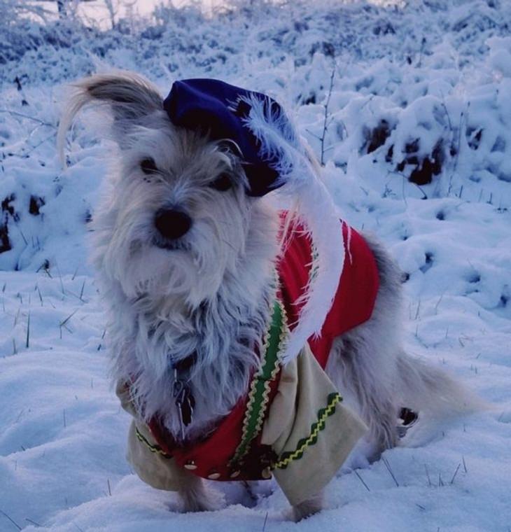 Pets dressed in outfits, winter , dog