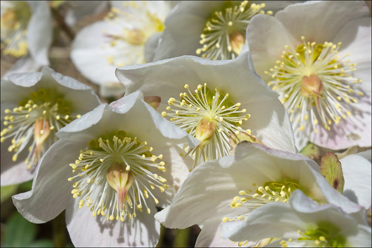 Winter Outdoor Plants Hellebores