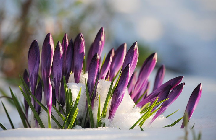 Winter Outdoor Plants Crocuses