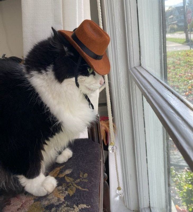 Pets dressed in outfits, cat, cowboy hat
