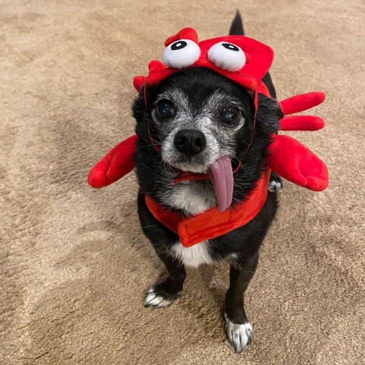 Pets dressed in outfits, dog, 