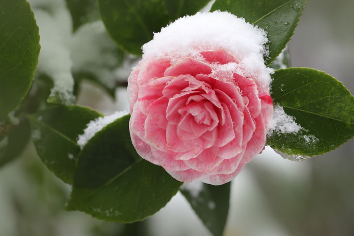Winter Outdoor Plants Japanese camellia