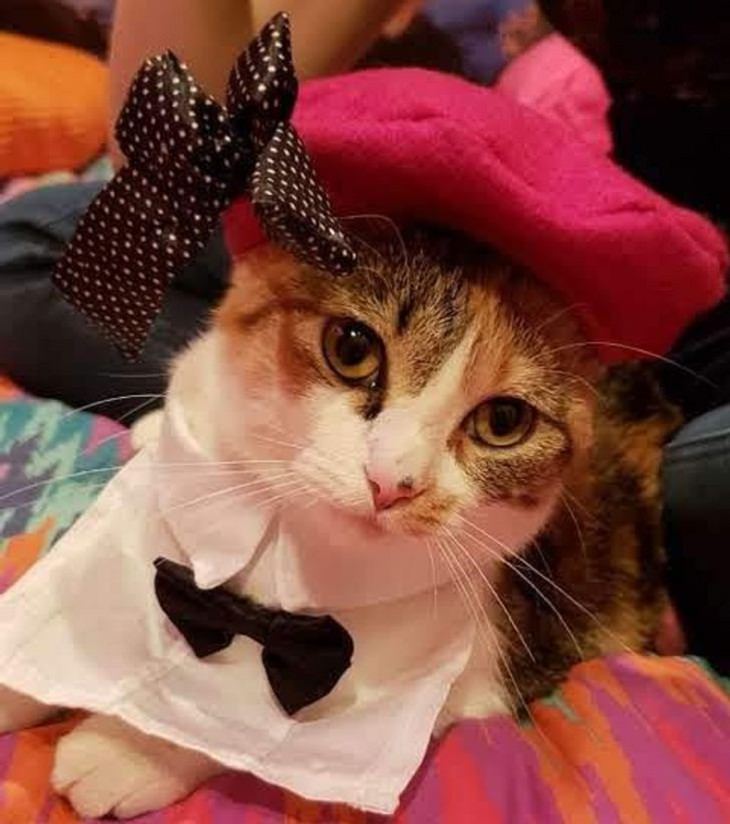 Pets dressed in outfits, kitty
