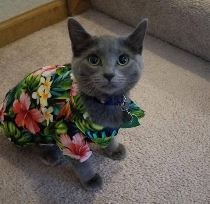 Pets dressed in outfits, cat in shirt