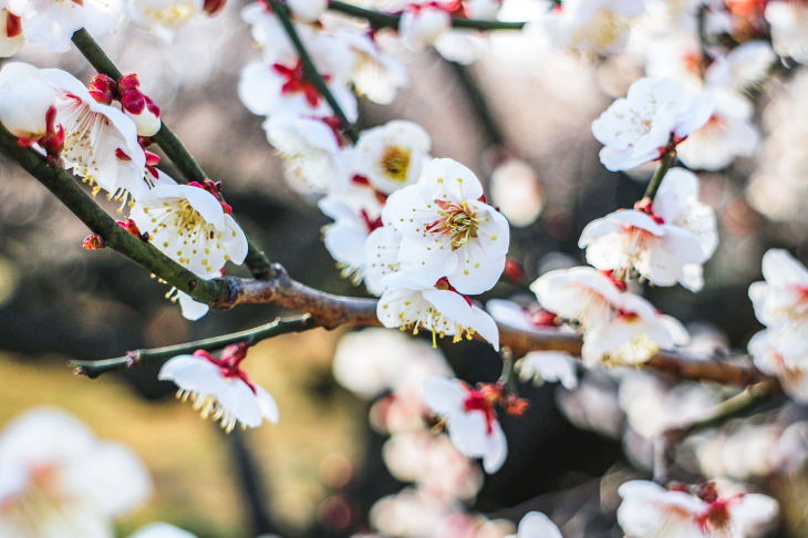 Winter Outdoor Plants Japanese plum