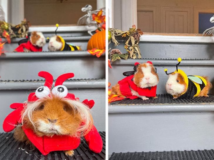 Pets dressed in outfits, hamsters