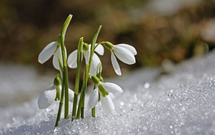 Winter Outdoor Plants Snowdrop