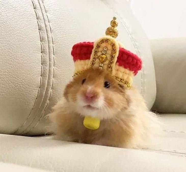 Pets dressed in outfits, hamster