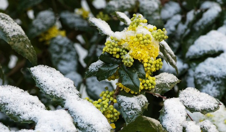 Winter Outdoor Plants Mahonia