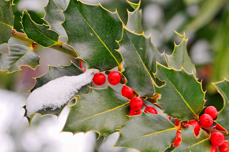 Winter Outdoor Plants Winterberry holly