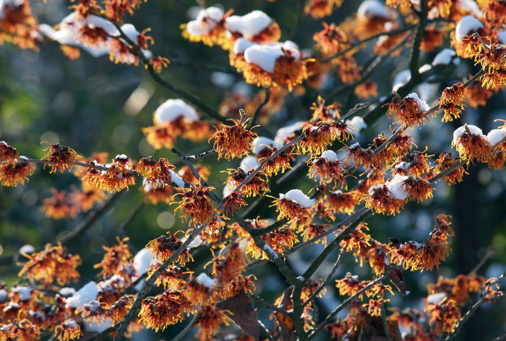 Winter Outdoor Plants Witch hazel