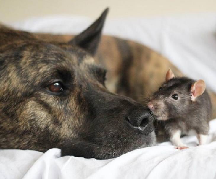 Unusual Animal Friendships, dog and mouse
