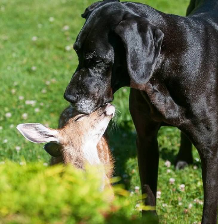 Unusual Animal Friendships, dog and deer