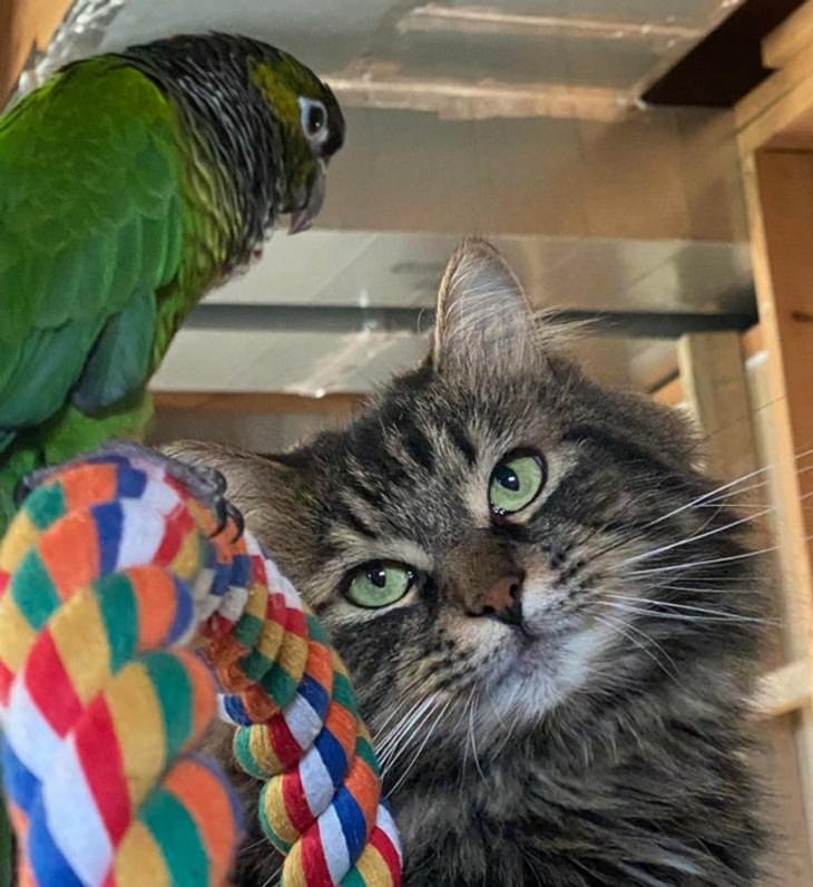 Unusual Animal Friendships, parrot and cat
