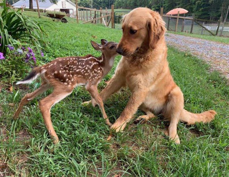 Unusual Animal Friendships,  Golden Retriever and deer
