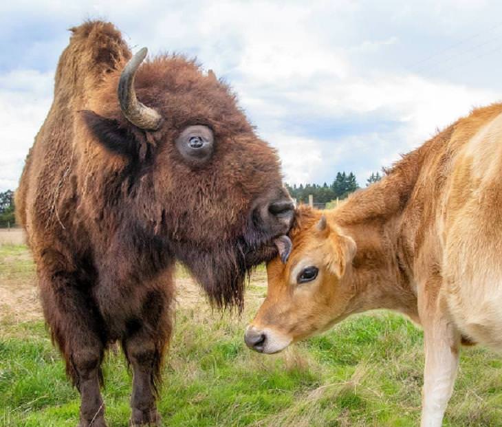 Unusual Animal Friendships, Bison and cow